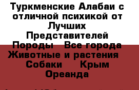 Туркменские Алабаи с отличной психикой от Лучших Представителей Породы - Все города Животные и растения » Собаки   . Крым,Ореанда